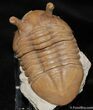 Stunning D Asaphus Intermedius Trilobite #462-1